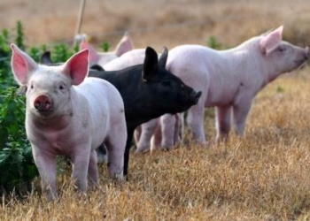 En pocas palabras, productores admiten una gran subfacturación con la carne de cerdo