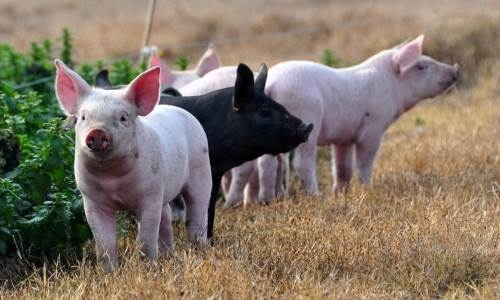 En pocas palabras, productores admiten una gran subfacturación con la carne de cerdo