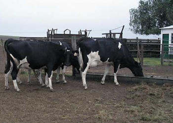 Hablando de buena leche, la gente se entiende: comienzan a aparecer créditos para los tambos