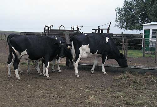 Hablando de buena leche, la gente se entiende: comienzan a aparecer créditos para los tambos