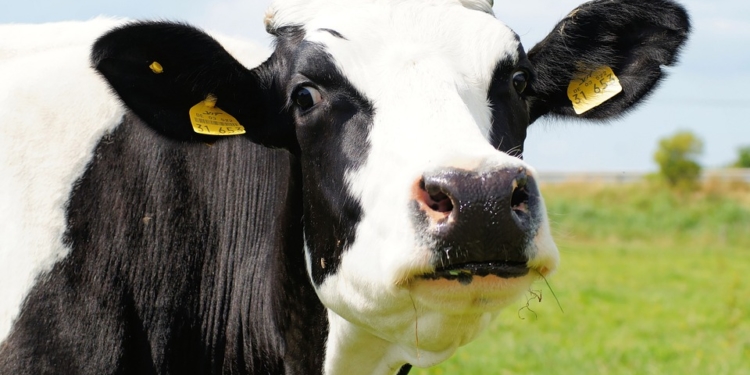 Macri dijo lo que todos sabíamos: este Gobierno no va a intervenir en el mercado lácteo