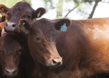 Decisión polémica: Senasa ya no recibirá efectivo en las oficinas locales