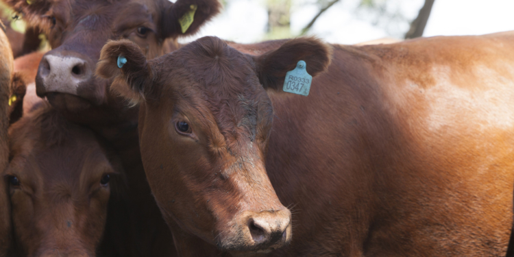 Decisión polémica: Senasa ya no recibirá efectivo en las oficinas locales