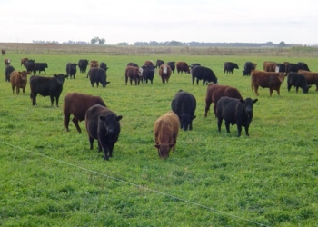 Creció fuerte la oferta de carne en octubre, pero la exportación se lleva los excedentes