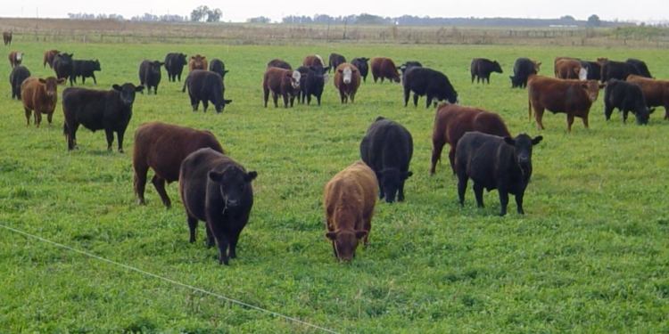 Creció fuerte la oferta de carne en octubre, pero la exportación se lleva los excedentes