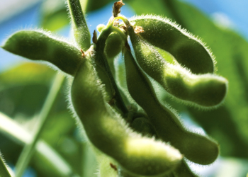 Se aplicó más tecnología en la última campaña de soja