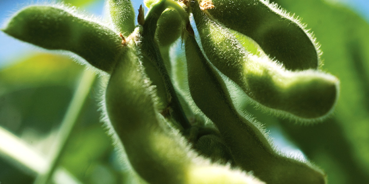 Se aplicó más tecnología en la última campaña de soja