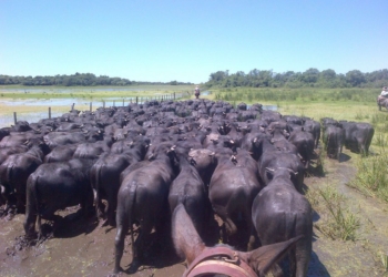 Un frigorífico cordobés se dispone a vender carne de búfalo a Chile