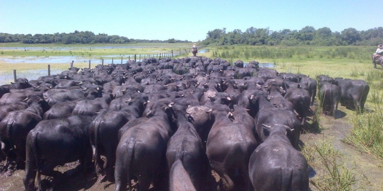 Un frigorífico cordobés se dispone a vender carne de búfalo a Chile