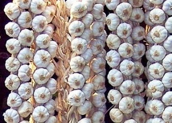 Todo lo que usted siempre quiso saber sobre el ajo y, por temor al aliento, no se atrevía a preguntar