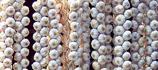 Todo lo que usted siempre quiso saber sobre el ajo y, por temor al aliento, no se atrevía a preguntar