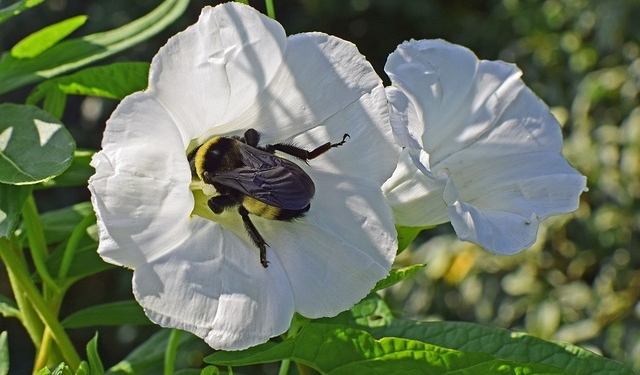 Otra señal de que los tiempos cambian: Syngenta promueve refugios para polinizadores