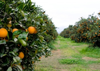 La peor noticia de todas: el temible HLB apareció en Entre Ríos
