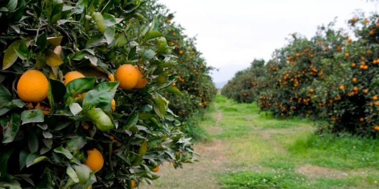 La peor noticia de todas: el temible HLB apareció en Entre Ríos