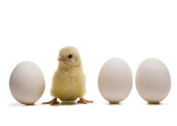 La rebaja del IVA abrió una nueva polémica: ¿el huevo o el pollo?