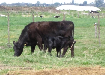 Un toque de alerta: la faena de hembras trepó a 45% en noviembre