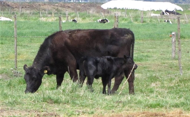 Un toque de alerta: la faena de hembras trepó a 45% en noviembre
