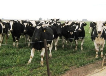 ¿Qué tiene que ver el boom de la exportación de carne a China con el cierre de tambos?