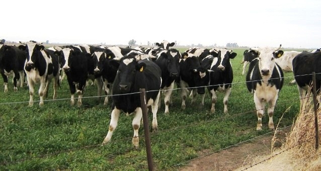 ¿Qué tiene que ver el boom de la exportación de carne a China con el cierre de tambos?