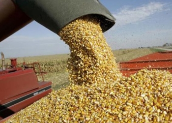 Habrá maíz para “hacer puré”: ¿Cómo se acomodan los diferentes actores de la cadena?