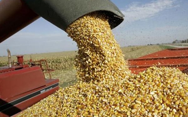 Habrá maíz para “hacer puré”: ¿Cómo se acomodan los diferentes actores de la cadena?