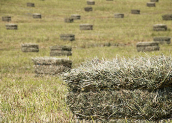 La Argentina exporta menos de 1% de los fardos de alfalfa del mundo