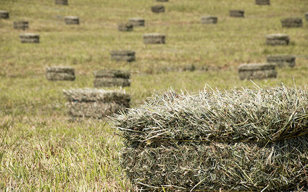 La Argentina exporta menos de 1% de los fardos de alfalfa del mundo