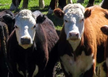 2017: el año en que crecieron todos los indicadores sobre carnes