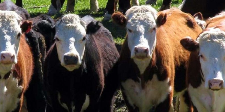 2017: el año en que crecieron todos los indicadores sobre carnes