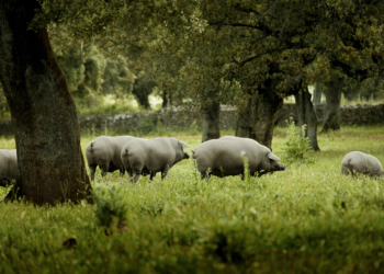 ¿Qué tienen en común el jamón de Jabugo y la siembra de granos en el norte?