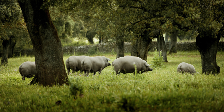 ¿Qué tienen en común el jamón de Jabugo y la siembra de granos en el norte?
