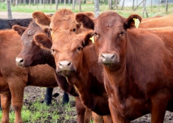 Ganadería: aumentó el precio de la hacienda para consumo y mejoró la competitividad exportadora