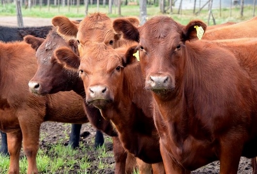 Ganadería: aumentó el precio de la hacienda para consumo y mejoró la competitividad exportadora