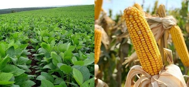 Por la seca la BCR recorta área y producción de soja y maíz