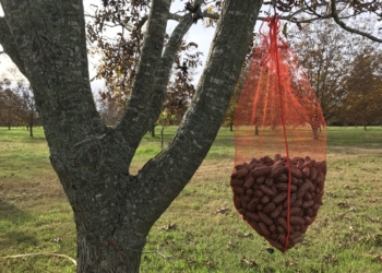 Agro-grafías: La nuez pecán, una inversión que rinde