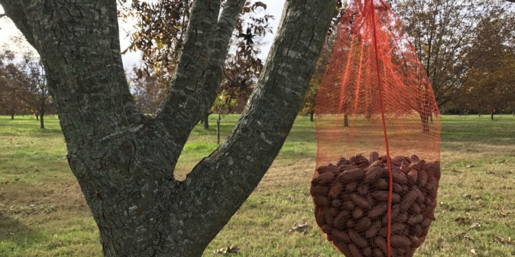 Agro-grafías: La nuez pecán, una inversión que rinde