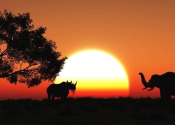 La Mesa del trigo y una osada propuesta de la industria molinera: conquistar el África