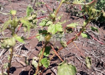 ¿Un caso de mala praxis en el Chaco?: apareció algodón dañado por agroquímicos prohibidos