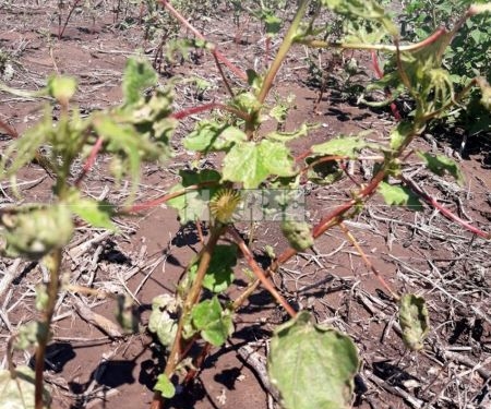 ¿Un caso de mala praxis en el Chaco?: apareció algodón dañado por agroquímicos prohibidos
