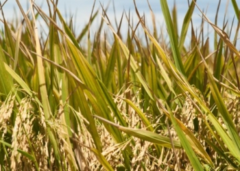 Pablo Linares Luque: “En arroz, tenemos costos al límite de los resultados productivos”
