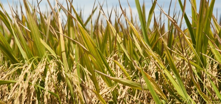 Pablo Linares Luque: “En arroz, tenemos costos al límite de los resultados productivos”
