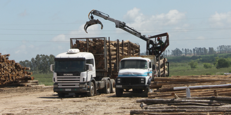 En el marco de un mega-decreto, se vienen los bitrenes y podrían salir a remate las vacas del Ejército