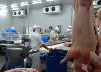Es oficial: Se extiende al sector porcino el sistema de anticipos de la carne vacuna