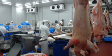 Es oficial: Se extiende al sector porcino el sistema de anticipos de la carne vacuna