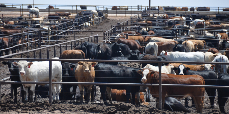 Mientras el gobierno festeja, hay alerta por un posible recorte de la Cuota 481