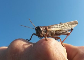 Roberto Palomo: “Los pibes de Senasa están dejando la vida en la pelea contra la langosta, pero no cuentan con recursos”
