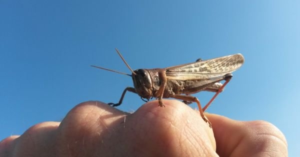 Roberto Palomo: “Los pibes de Senasa están dejando la vida en la pelea contra la langosta, pero no cuentan con recursos”