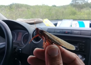 La delantera contra la langosta: Cipermetrina, Deltametrina, Fipronil, Lambdacialotrina y Diflubenzuron