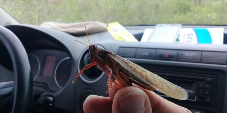 La delantera contra la langosta: Cipermetrina, Deltametrina, Fipronil, Lambdacialotrina y Diflubenzuron