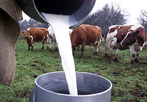 En el acumulado anual, la producción de leche cayó casi 0,4%